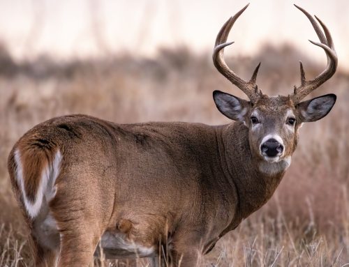 What’s the Best Deer Hunting Rifle? Check Out Our Top Picks!